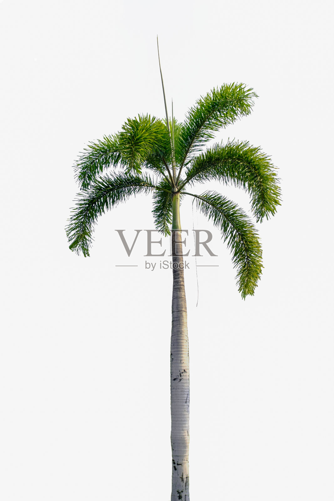 棕榈树照片摄影图片