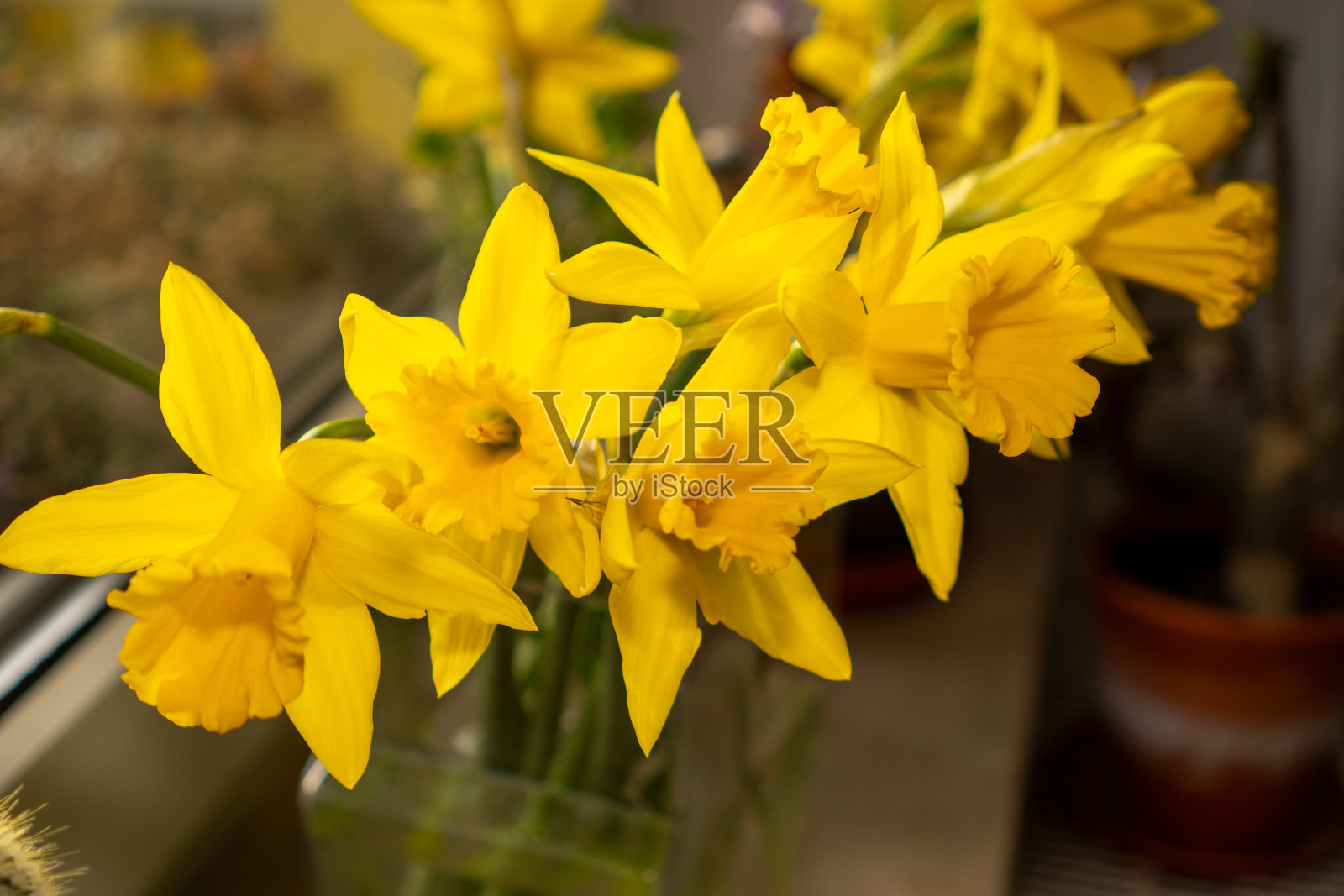 一束美丽的水仙花的特写。春天的征兆，复活节的主题照片摄影图片