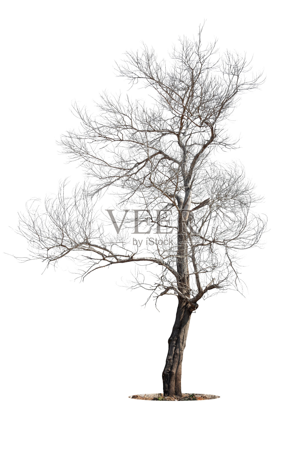 枯死大树的干枝，有裂开的深色树皮。美丽的老树孤立在白色的背景上。大自然中一棵老而死的树。孤独的树干林在秋天的季节变化照片摄影图片