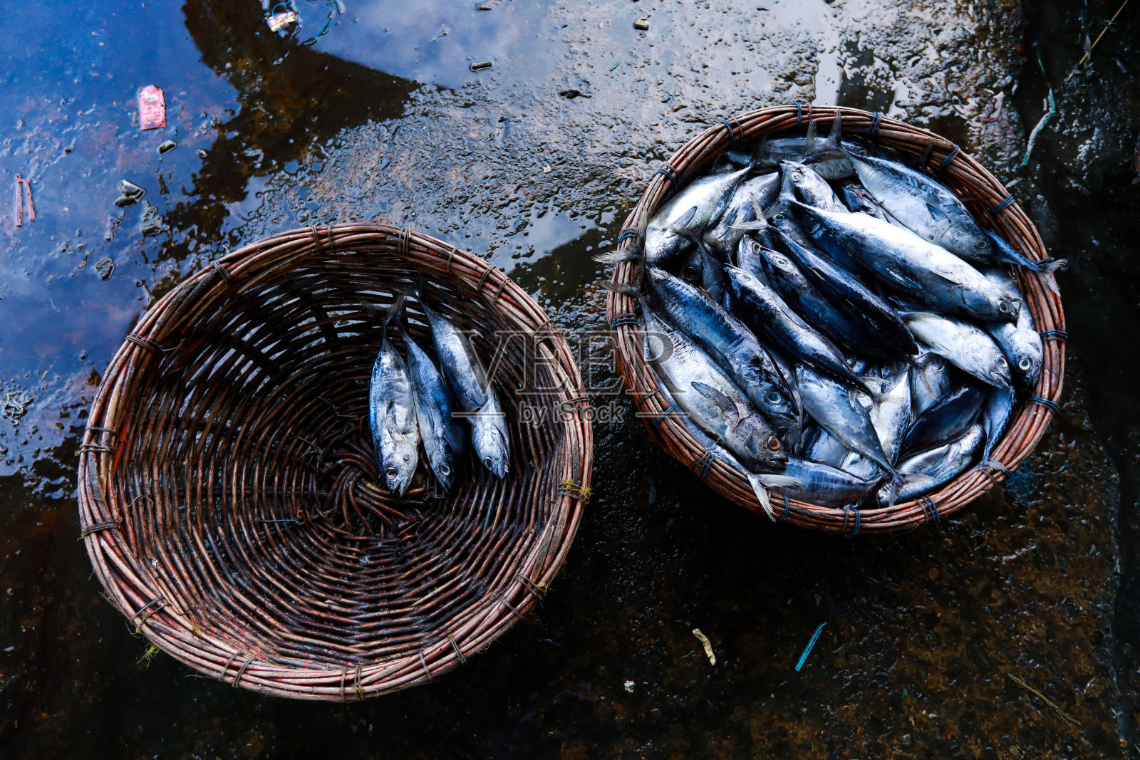 各种各样的鱼照片摄影图片