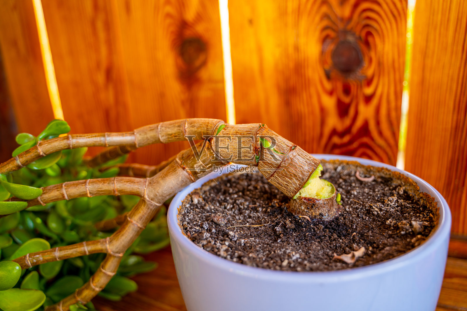 乌苏娜树在室内盆栽中折断。Crassula疾病照片摄影图片