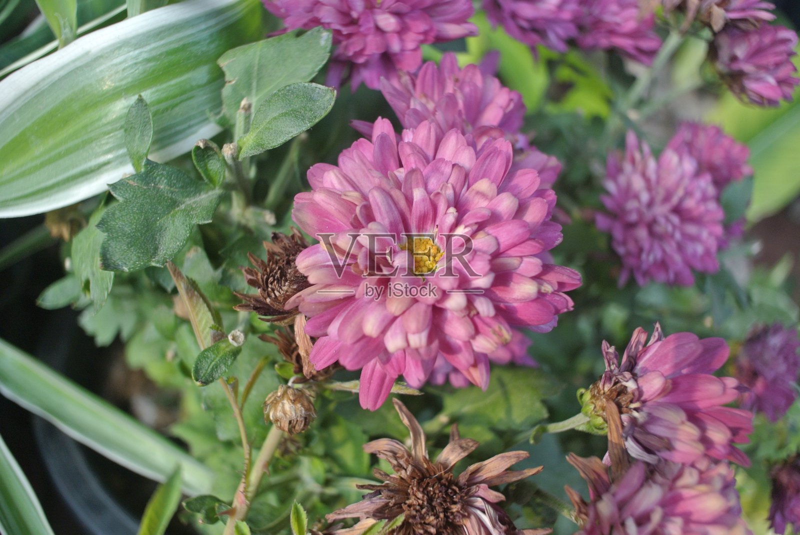 一个有弹性的室内植物的特写。绿叶斑驳，花儿，阳光，大自然照片摄影图片