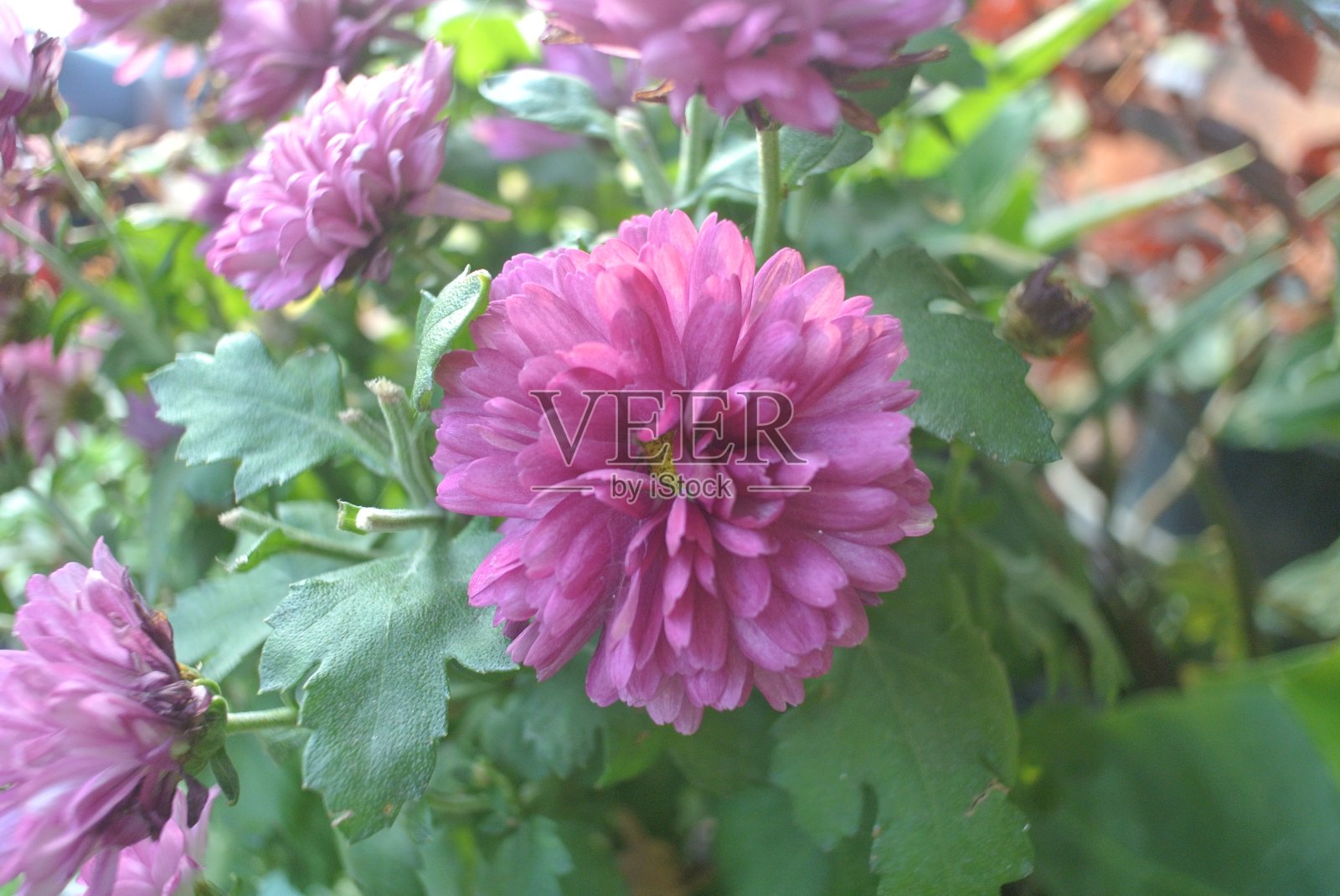 一个有弹性的室内植物的特写。绿叶斑驳，花儿，阳光，大自然照片摄影图片