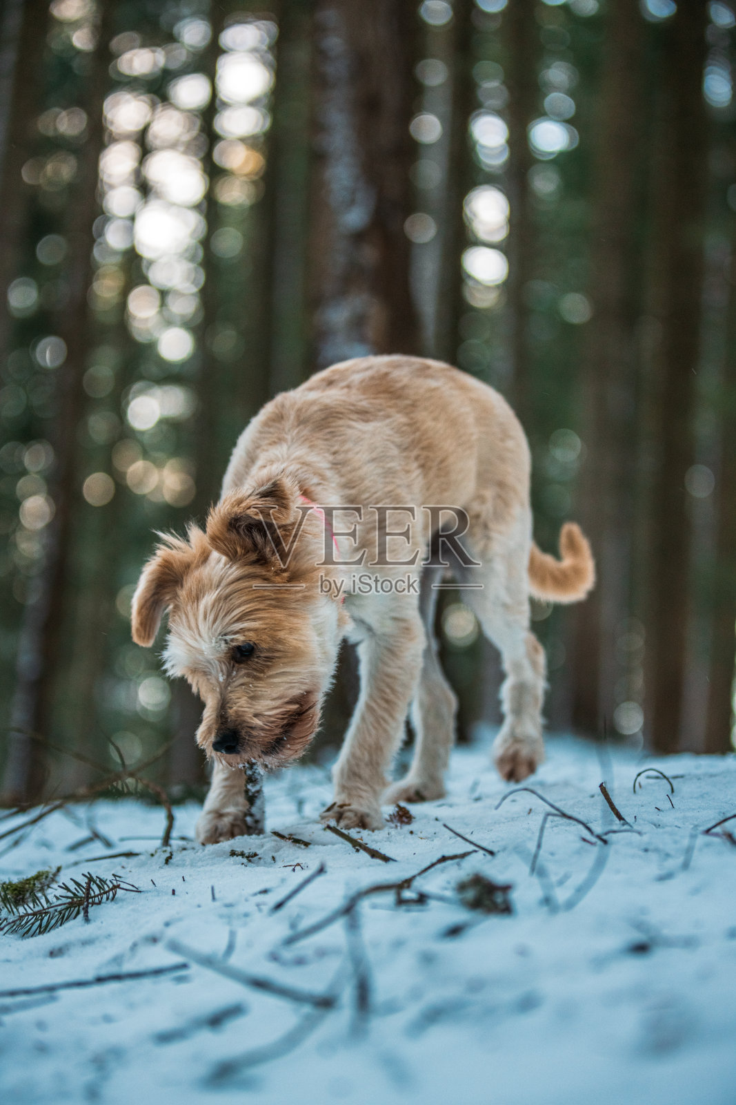 漂亮的年轻混血狗在雪地里散步。玩棍子和另一只狗。粉红色的衣领，棕色的皮毛和眼睛。纯种拉布拉多犬。照片摄影图片