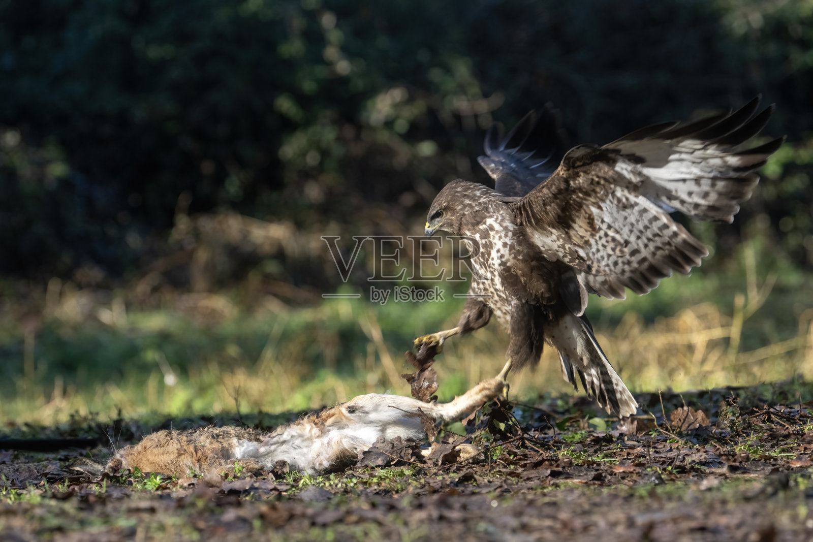 发现一只死野兔的欧亚秃鹰照片摄影图片