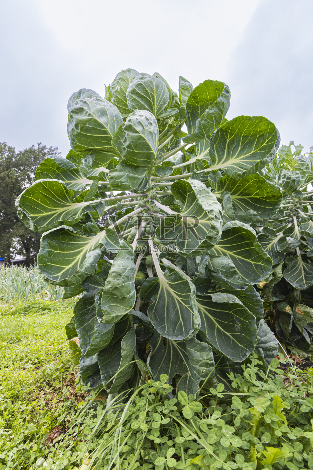 社区菜园里的蔬菜照片摄影图片