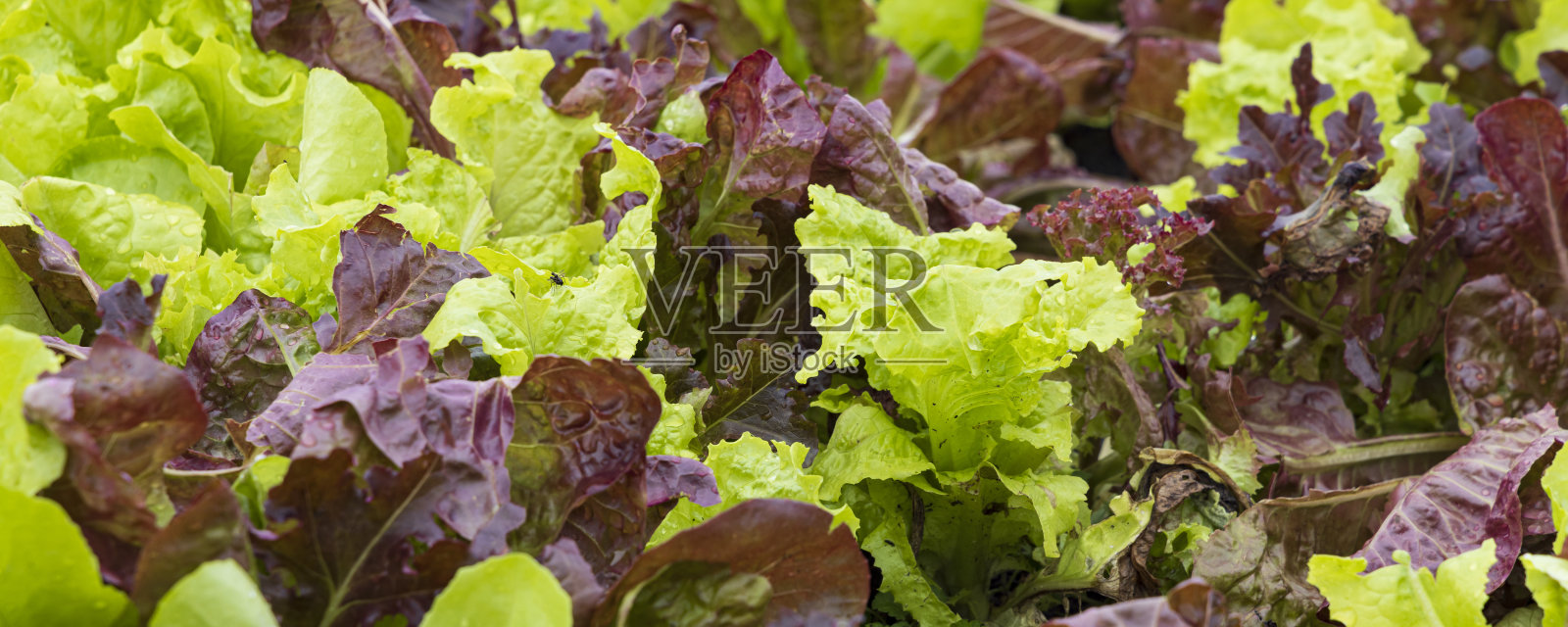 社区菜园里的蔬菜照片摄影图片