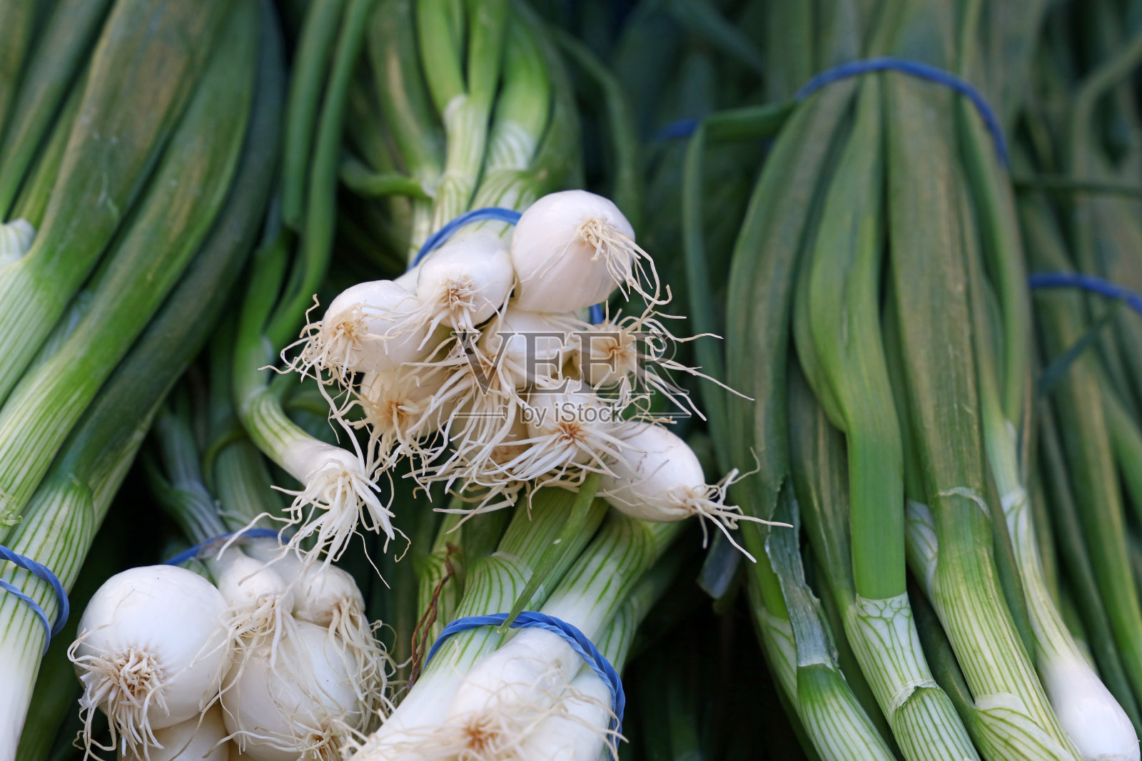一堆新鲜的葱花照片摄影图片