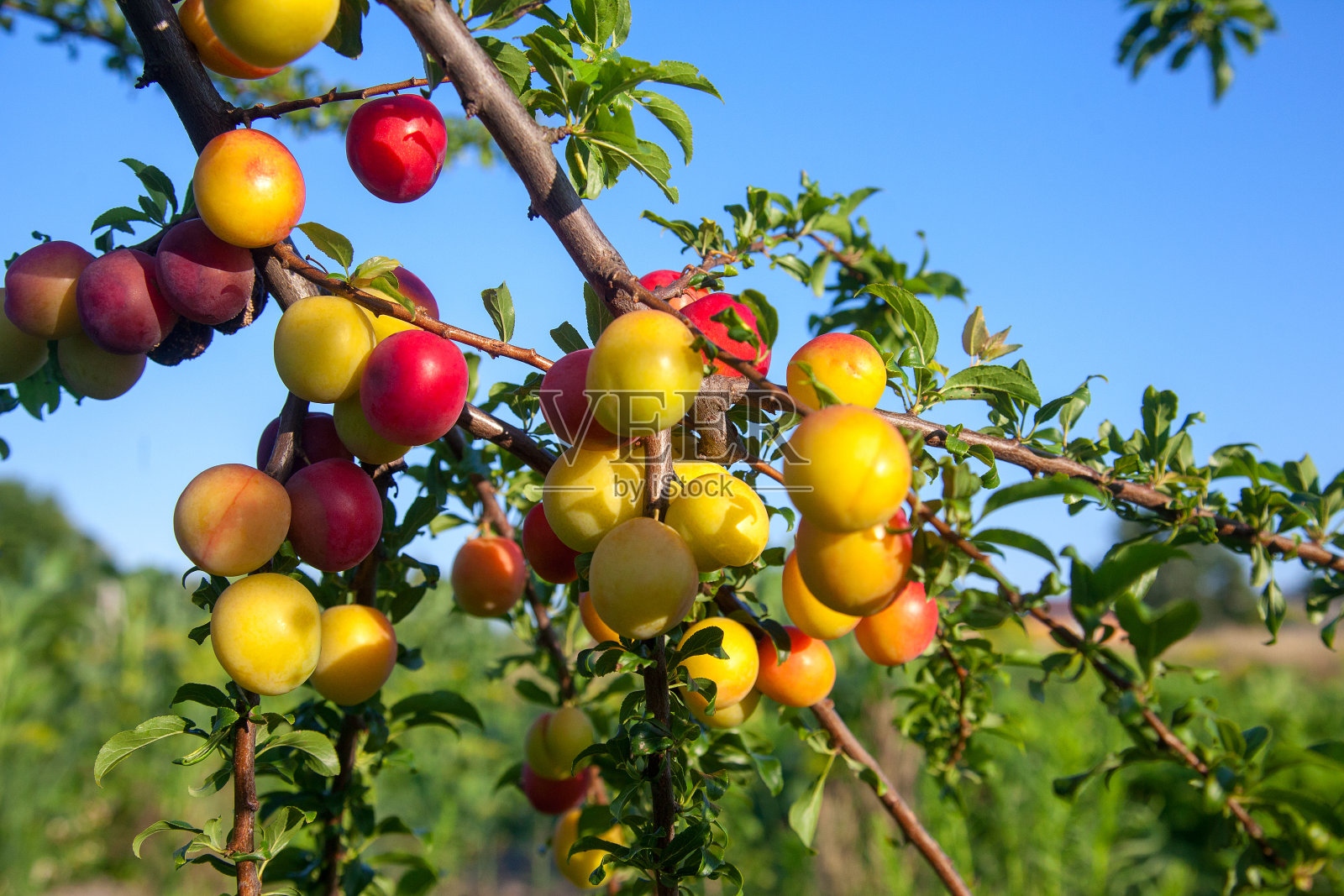 成熟的樱桃李子浆果在花园里的树上。在果园里种植樱桃李子。照片摄影图片