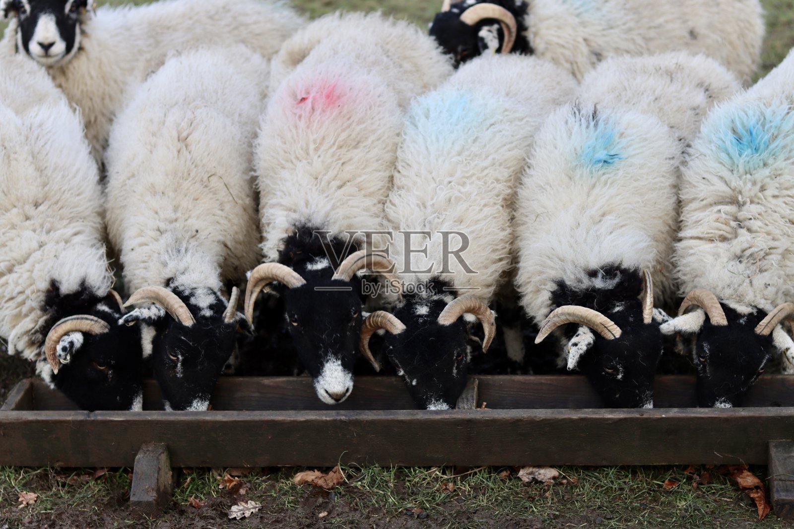 冬天在食槽旁的一排羊照片摄影图片