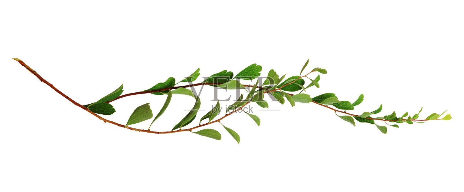 小绿枝与孤立的叶子照片摄影图片