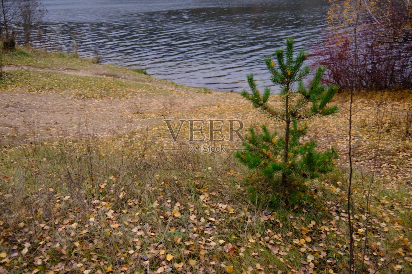 秋天湖岸的一棵小松树。照片摄影图片