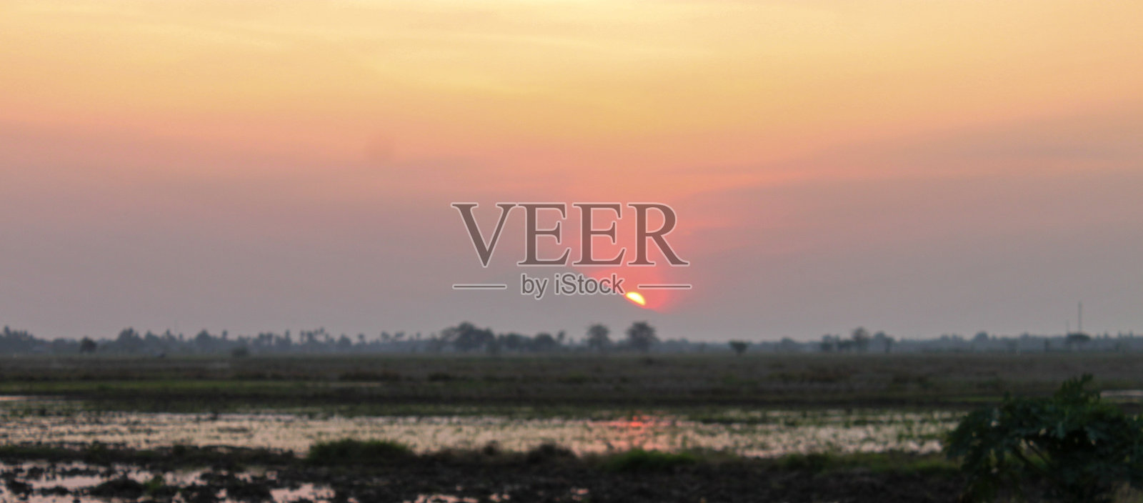 稻田上美丽的夕阳。美丽的下午，自然的气氛。照片摄影图片