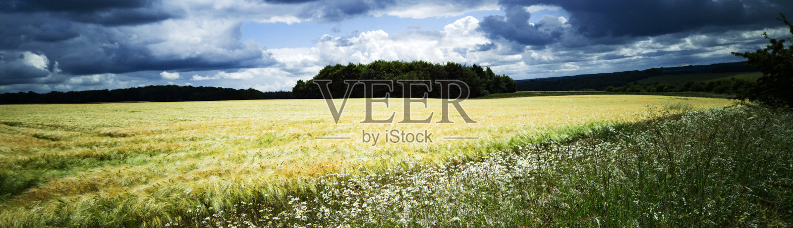 收获谷类作物英格兰-通用名照片摄影图片