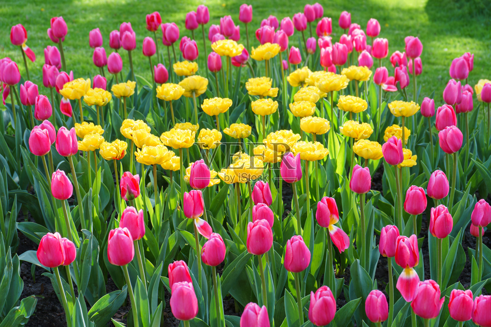 粉红色和黄色的郁金香花与绿叶盛开在草地，公园，花坛照片摄影图片
