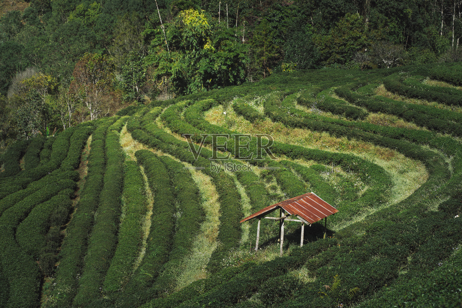 春天，粉红樱花树和茶园，大自然之旅的概念照片摄影图片