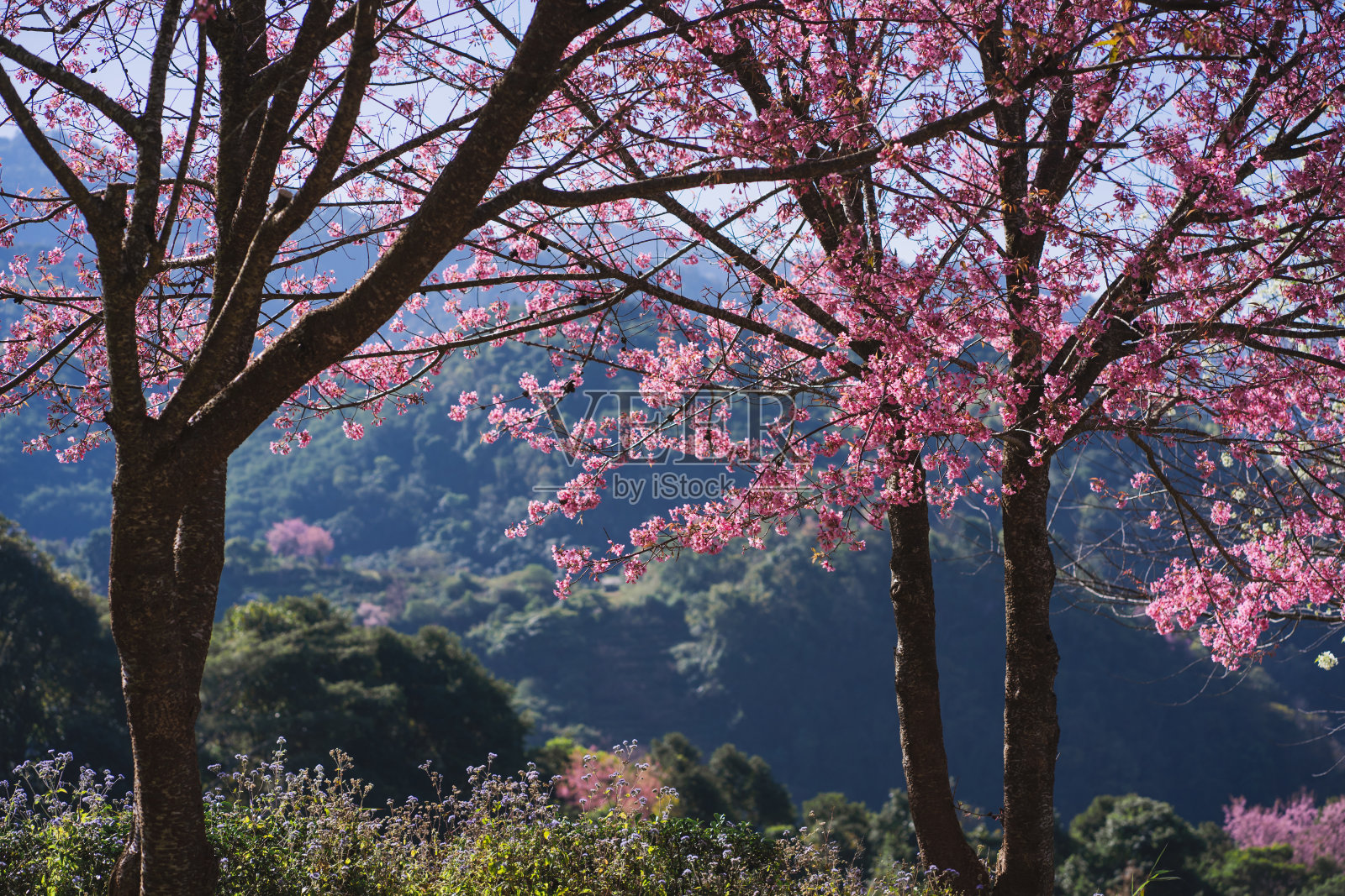 在春天，粉红的樱花树和晴朗的天空，大自然旅行的概念照片摄影图片