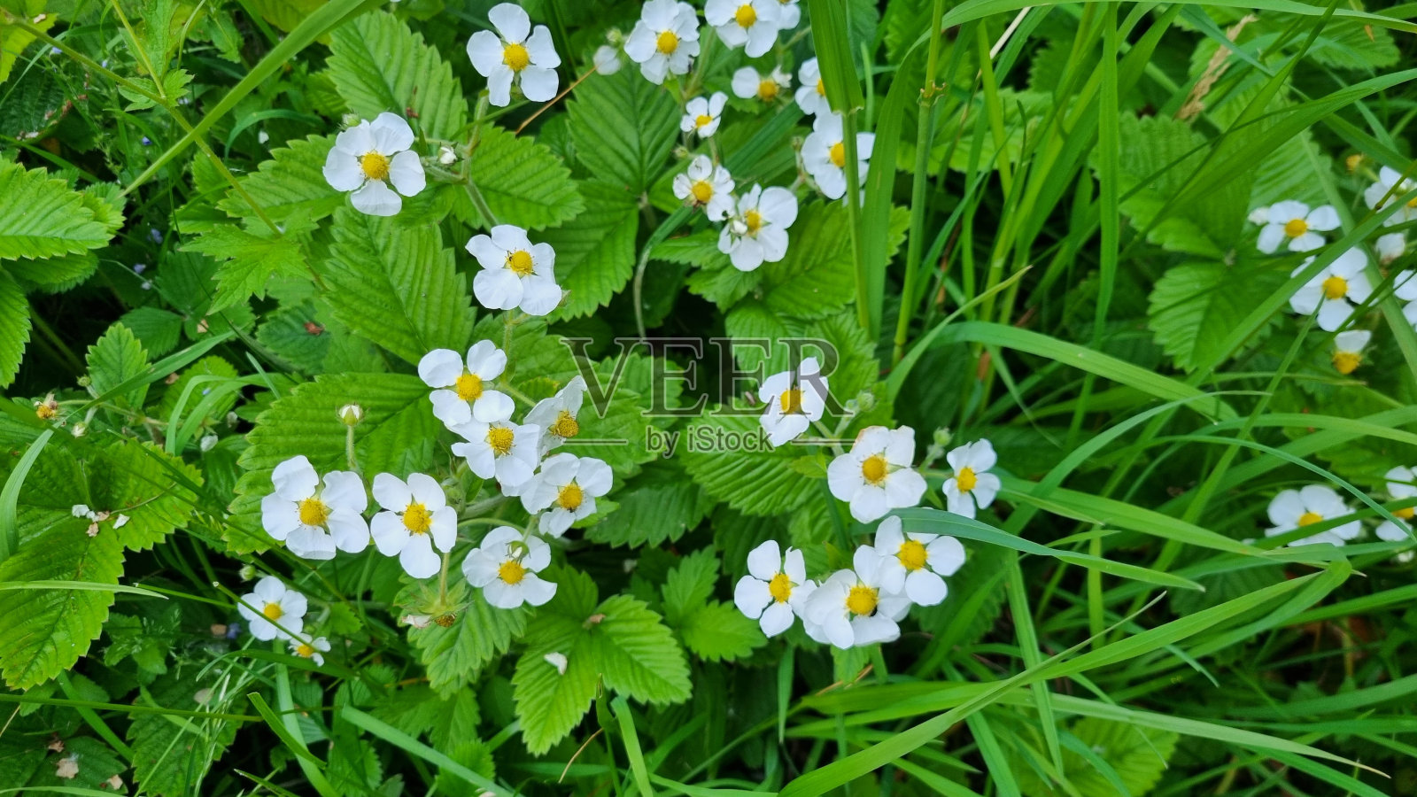 一片空地，长满了带叶子和花的野草莓。照片摄影图片