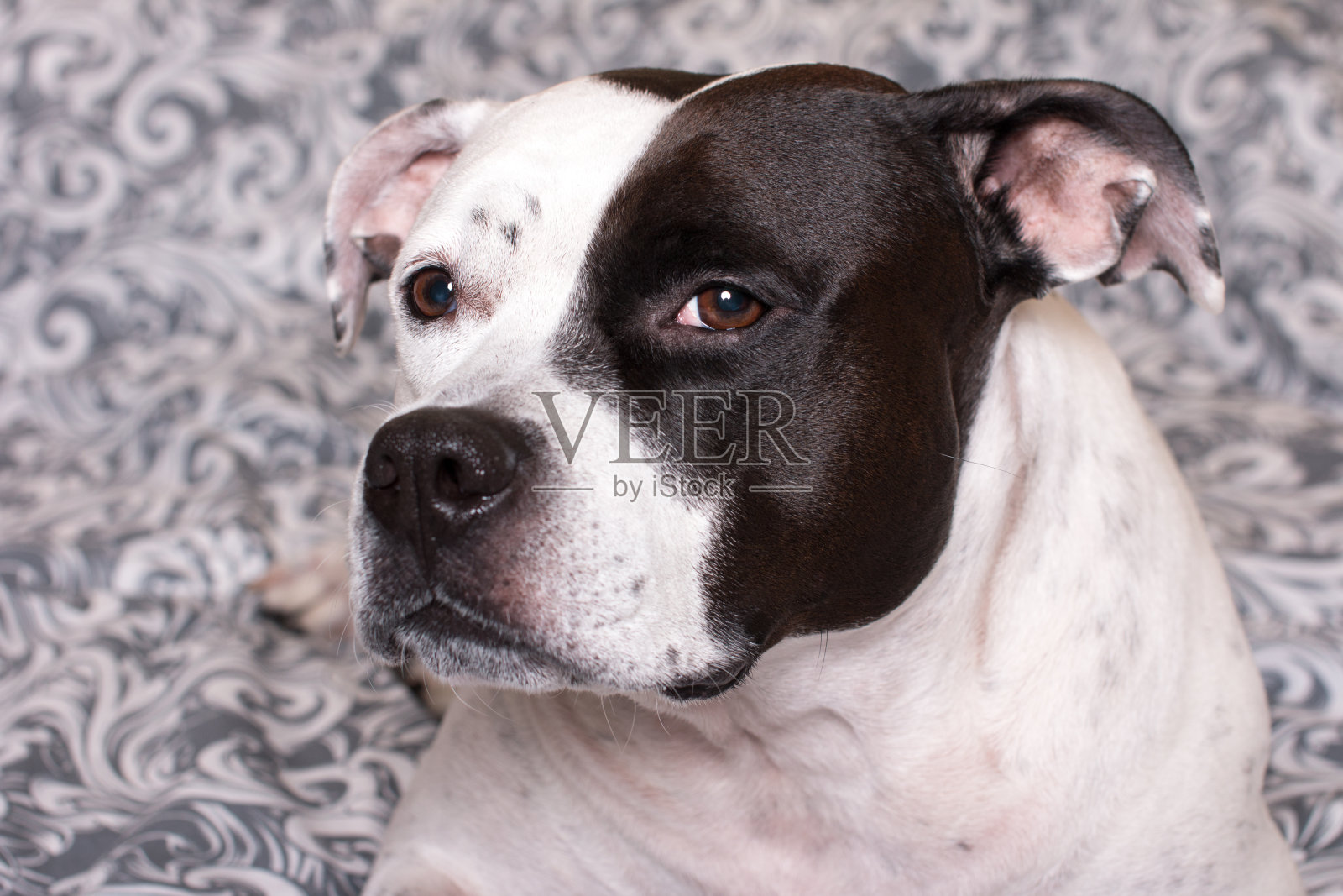 那只黑白相间的狗躺在床上休息。美国斯塔福德梗照片摄影图片