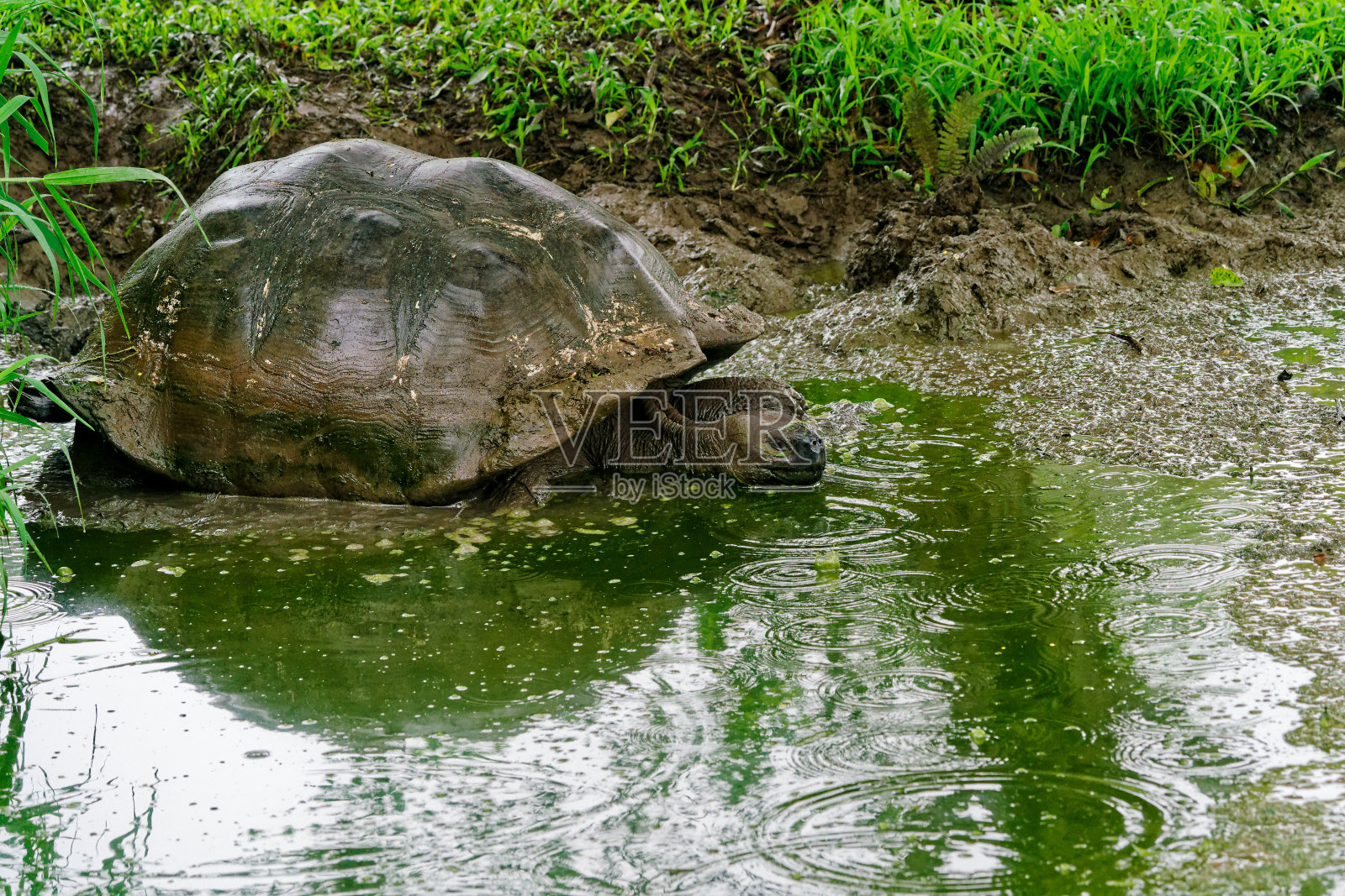 一只加拉帕戈斯巨龟在泥泞的池塘里打滚。照片摄影图片