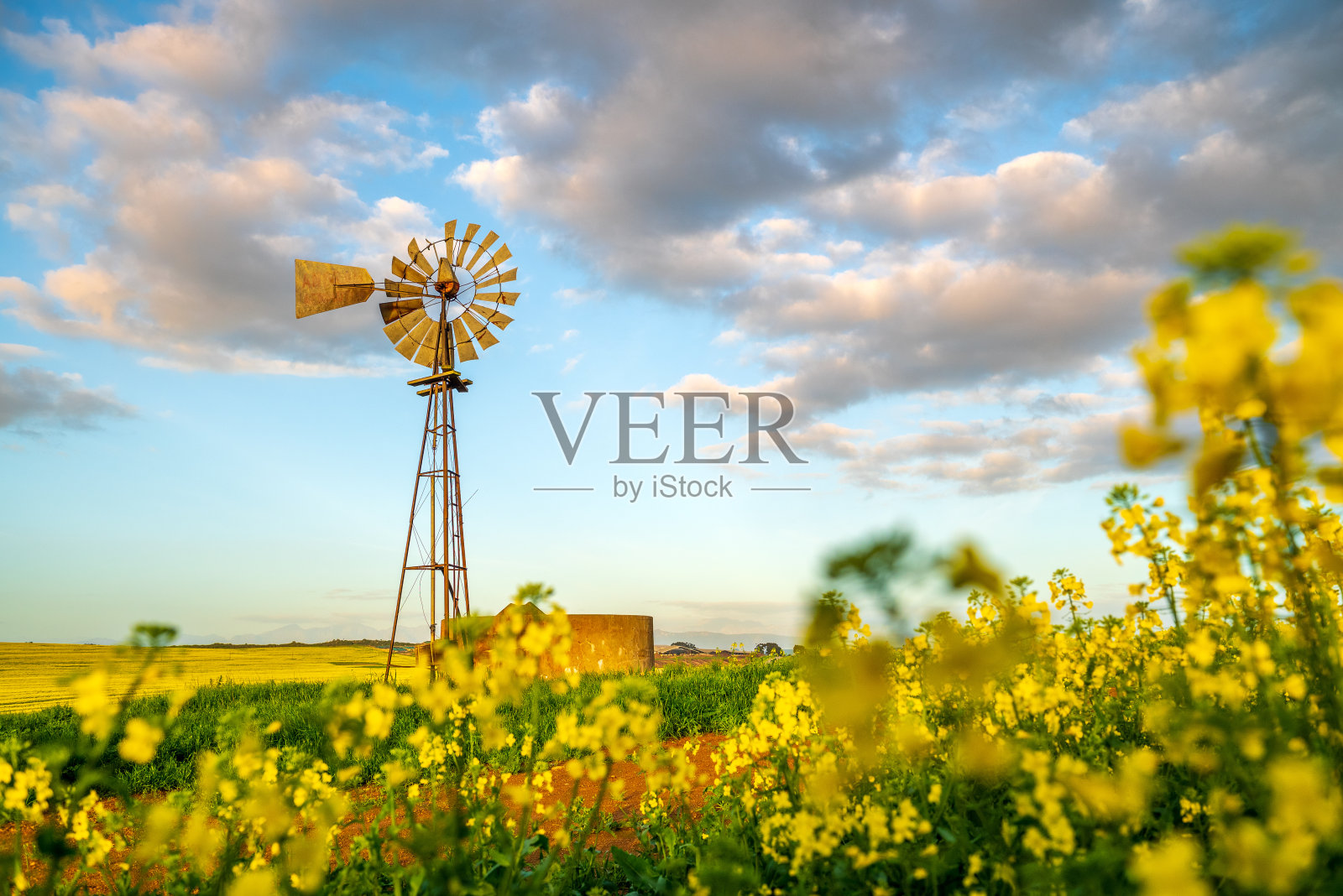 盛开的油菜籽田照片摄影图片