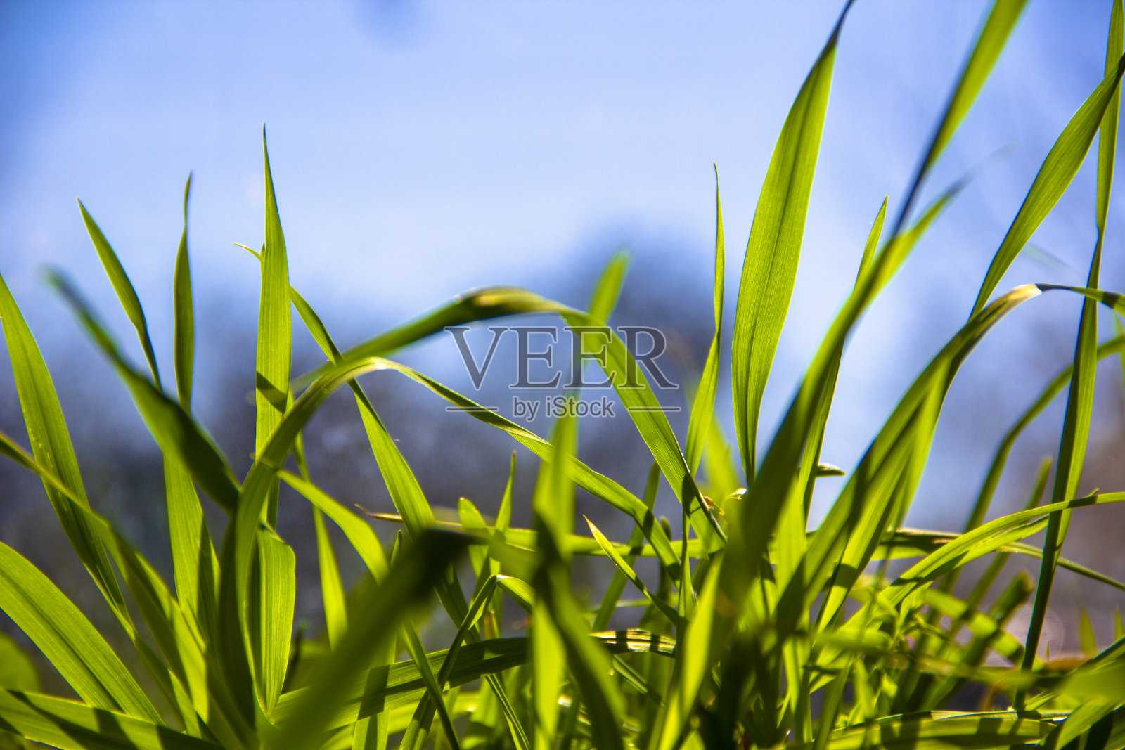 春天阳光明媚的夏天背景-近距离的绿色草在模糊的蓝色背景。春天的概念照片摄影图片