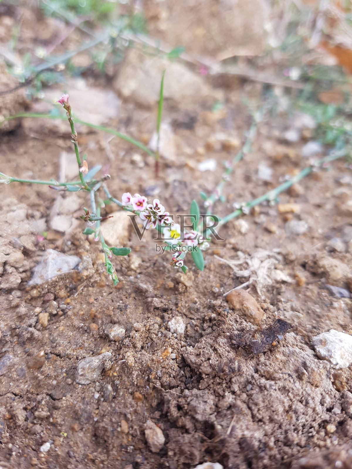 五彩缤纷的野花照片摄影图片