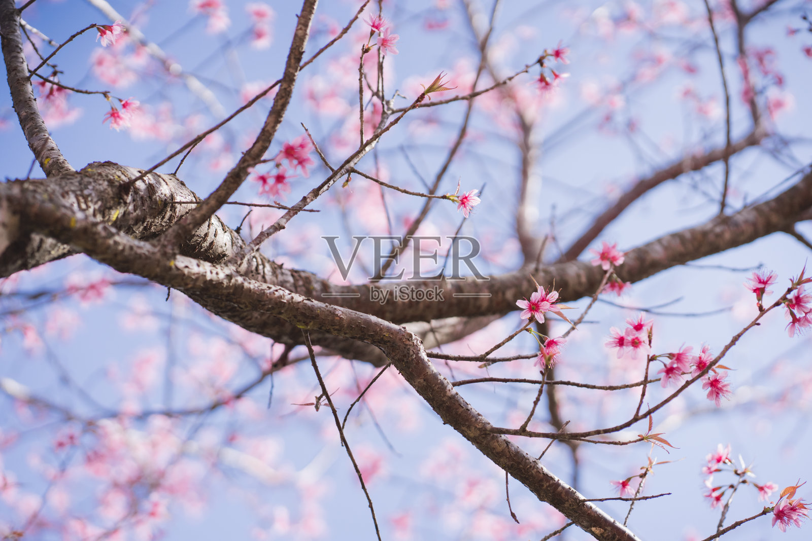 在春天，粉红的樱花树和晴朗的天空，大自然旅行的概念照片摄影图片