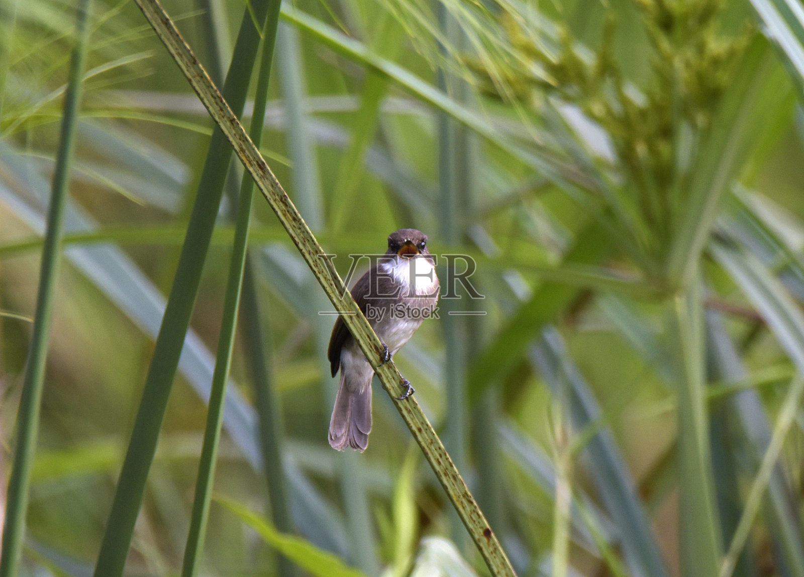 沼泽姬鹟照片摄影图片