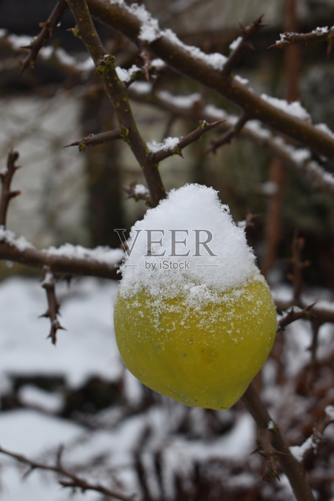 近距离观察顶上有雪的榅桲。照片摄影图片