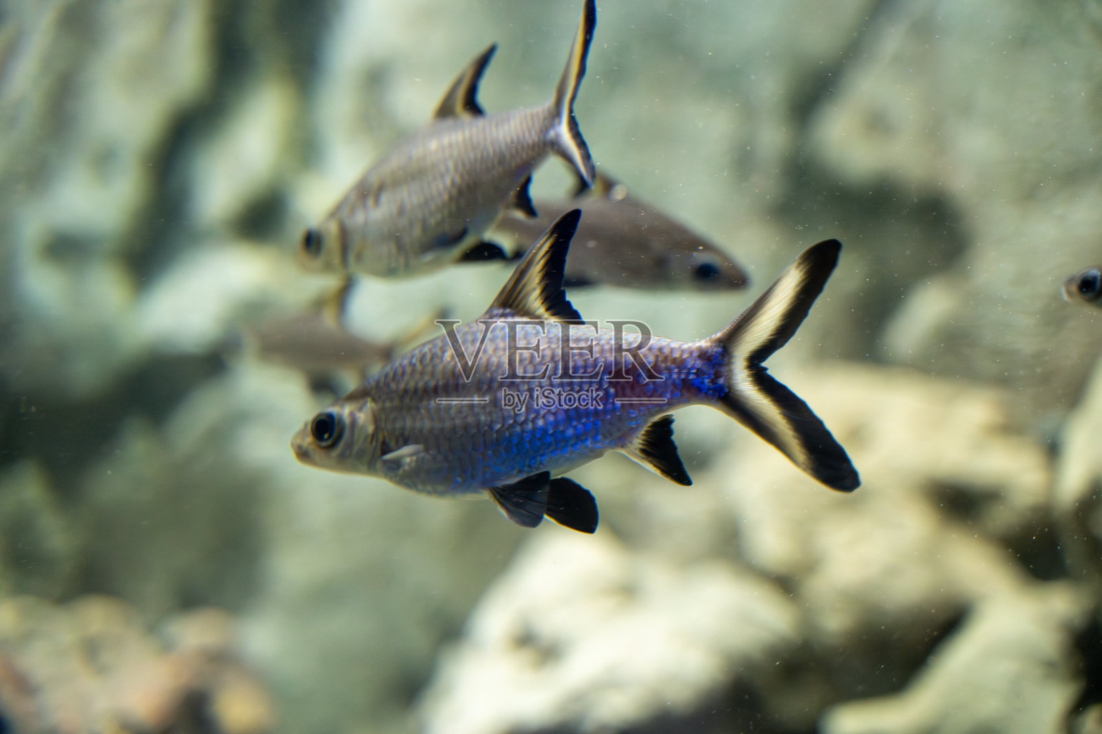 动物园水族馆里的巴拉鲨。巴拉鲨也被称为三色鲨、三色鲨米诺、银鲨或鲨米诺，是鲤科的一种鱼。照片摄影图片