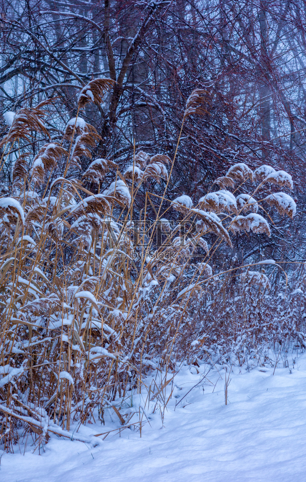 冬天的景色，郁郁葱葱的芦苇覆盖着雪照片摄影图片