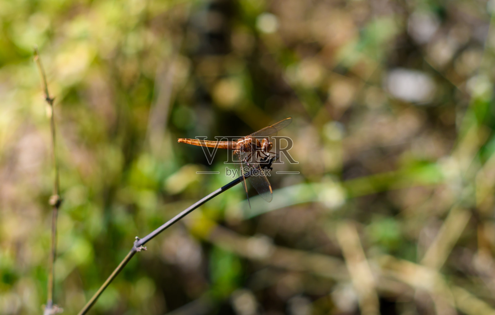 橙色蜻蜓坐在树枝上，近一点照片摄影图片