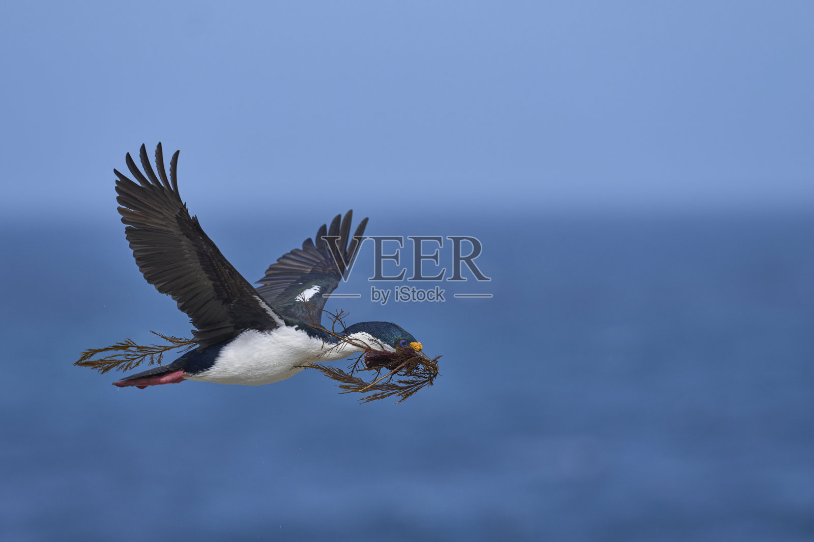 帝国沙克在飞行照片摄影图片