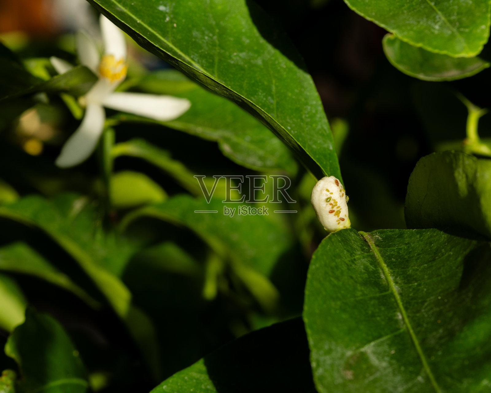 家里一朵柠檬花上的蚜虫。12月照片摄影图片
