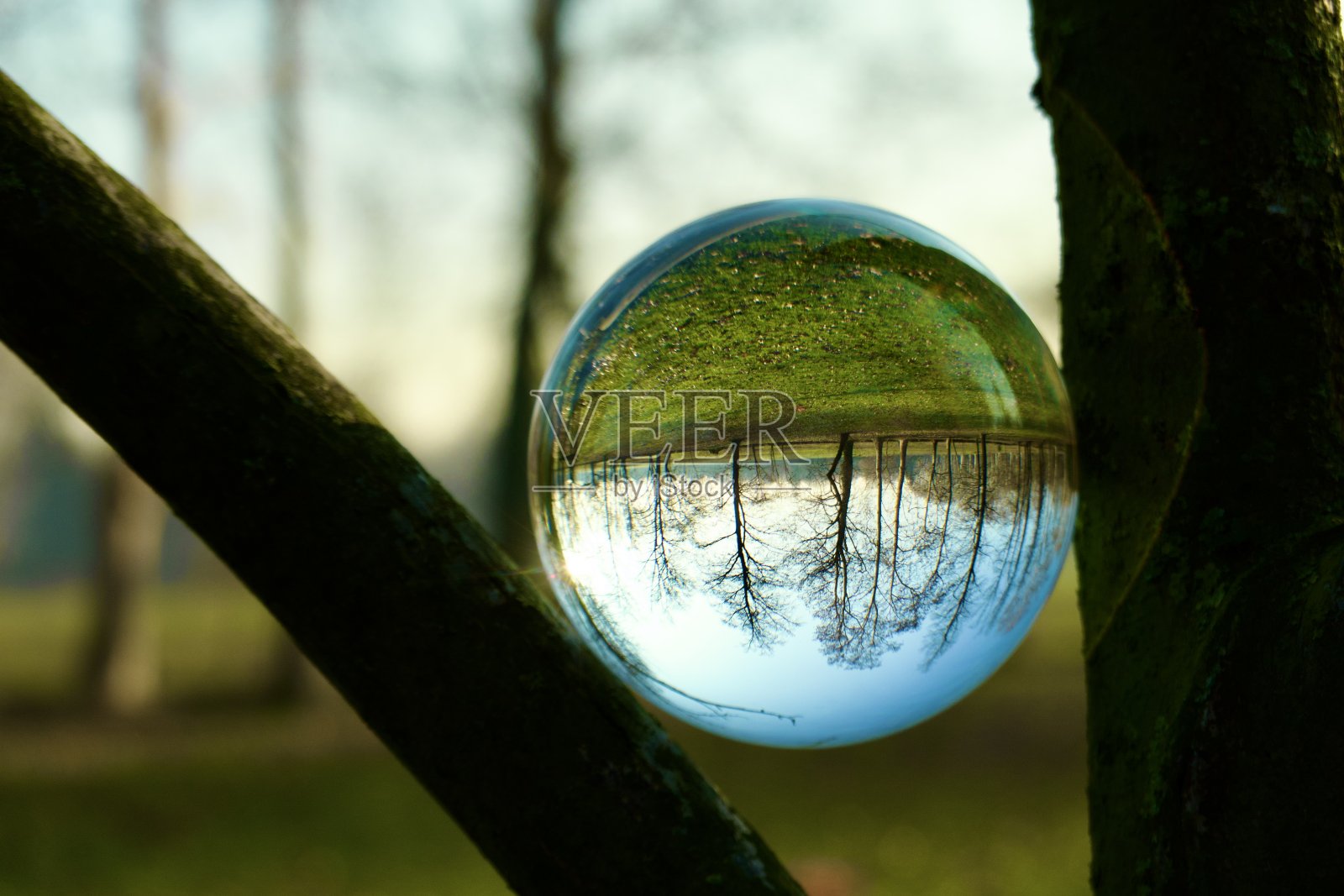 水晶球在树上的特写照片摄影图片