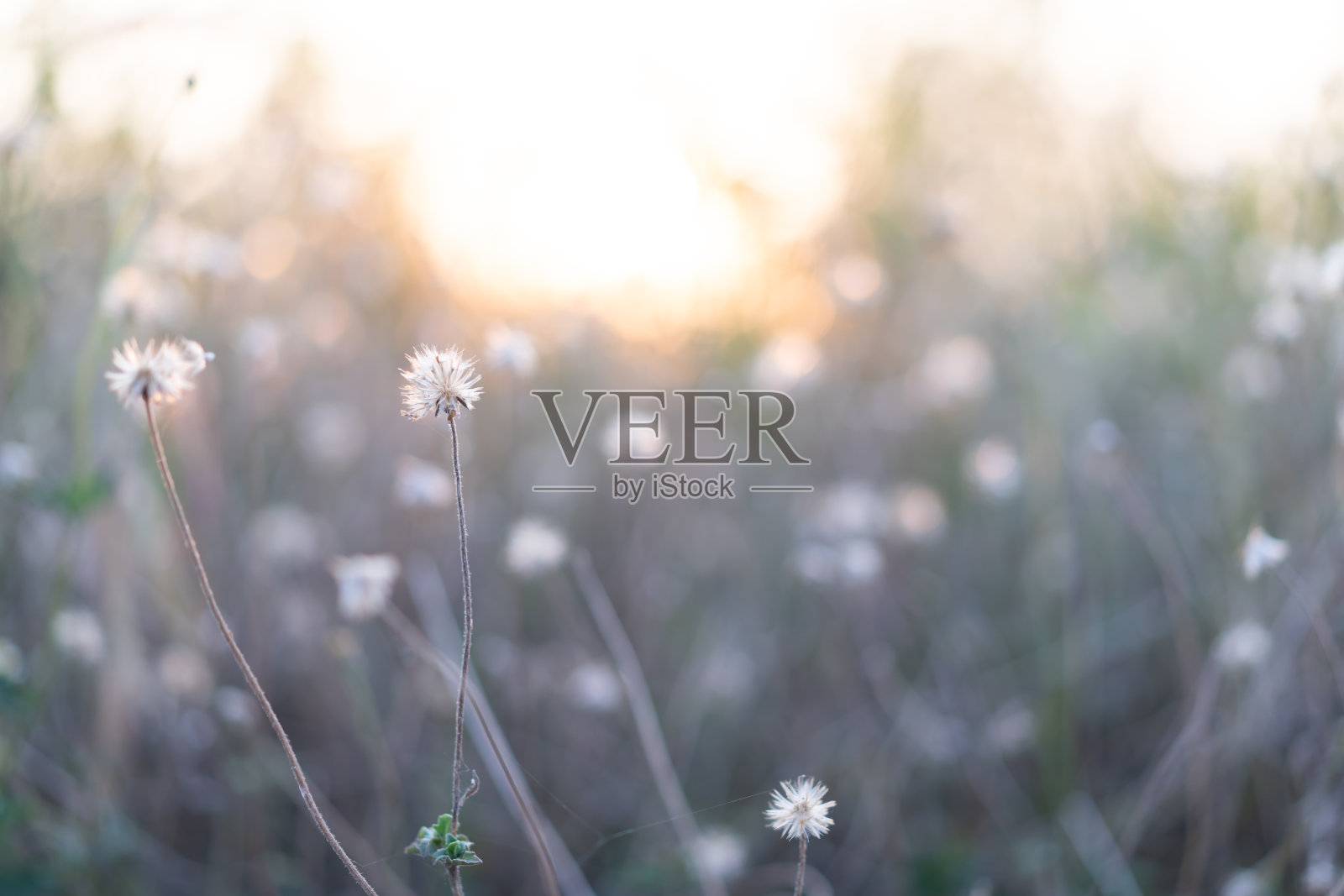 近距离的野花与柔和的早晨阳光，花在农村。散景光背景照片摄影图片