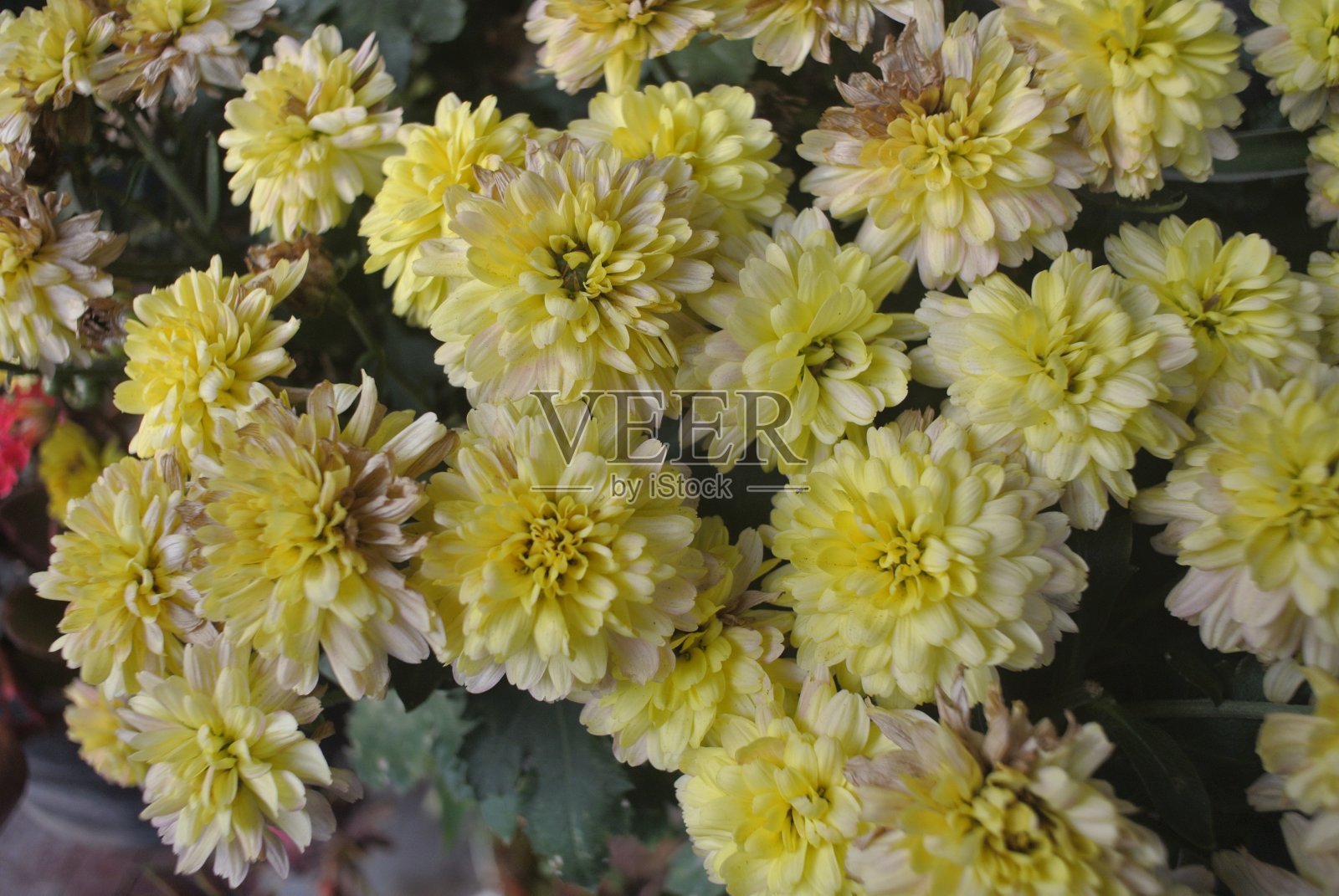 一个有弹性的室内植物的特写。绿叶斑驳，花儿，阳光，大自然照片摄影图片