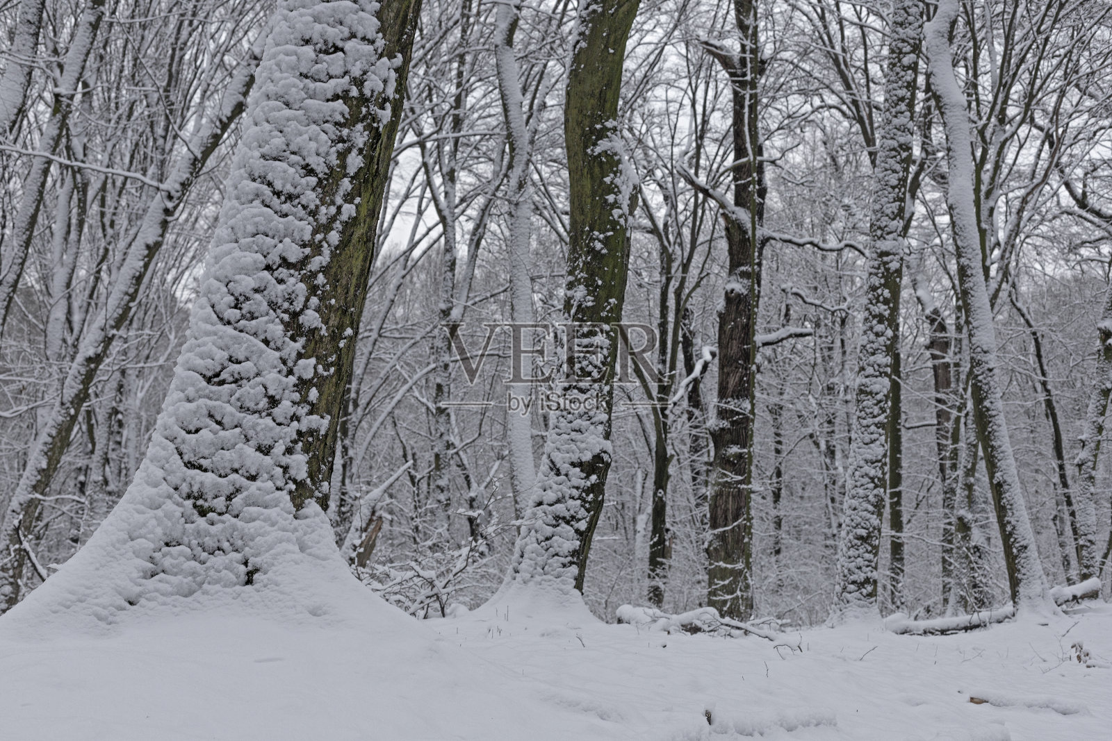 12月，乌克兰基辅戈洛泽沃森林的冬季森林被雪覆盖照片摄影图片