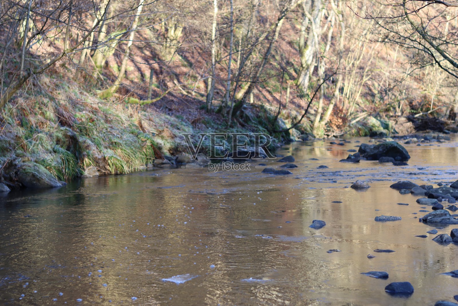 冬天的林地河，金色的晨光映在平静的水面上照片摄影图片