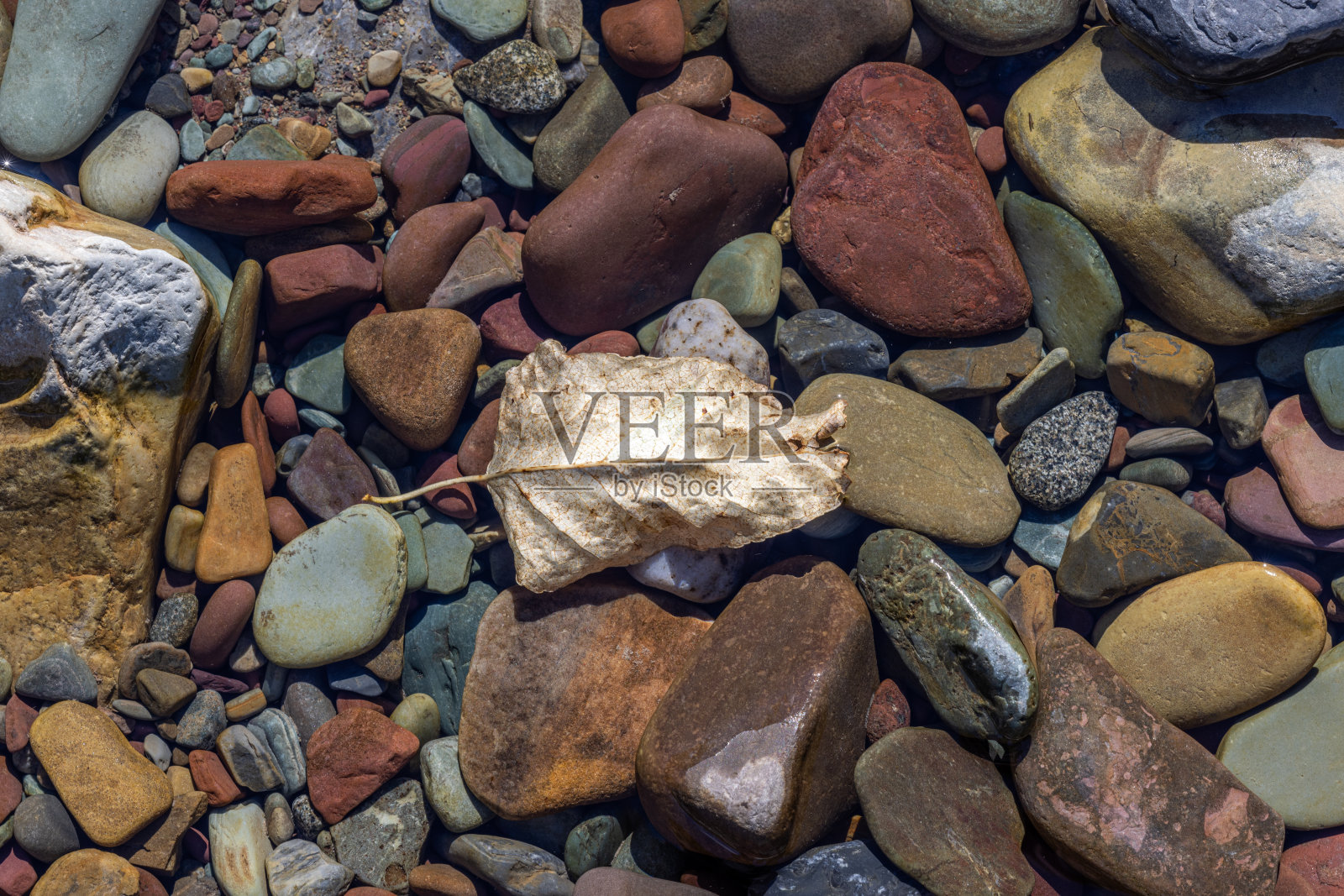 秋叶在水中照片摄影图片