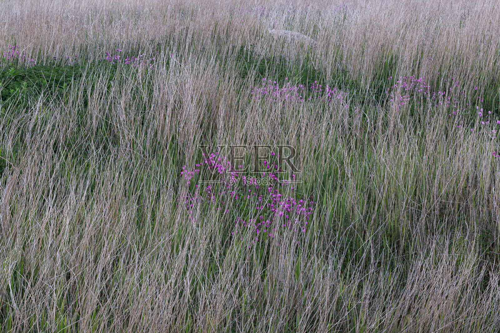棕色和绿色的草与粉红色的野花纹理软图像照片摄影图片