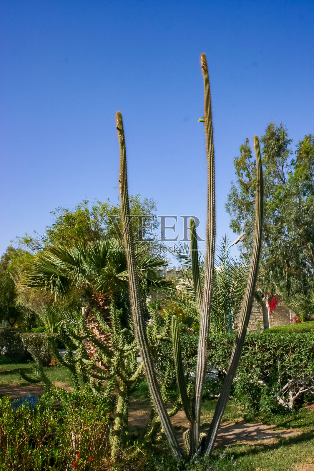 赫尔格达酒店花园内盛开的仙人掌和各种热带植物照片摄影图片
