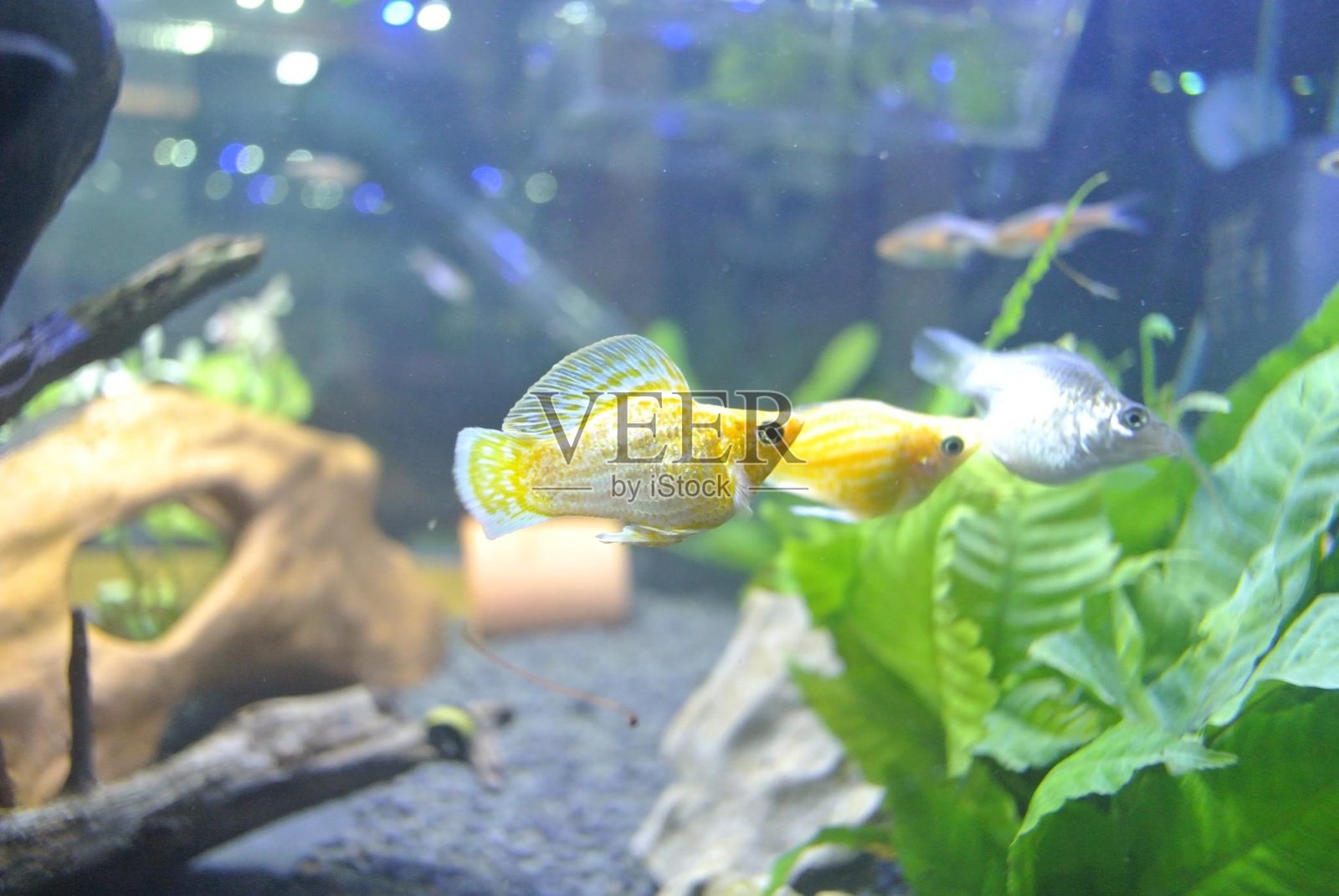 五颜六色的鱼在深蓝色的水缸里游泳，绿色的水草，喷泉在鱼缸里流动照片摄影图片