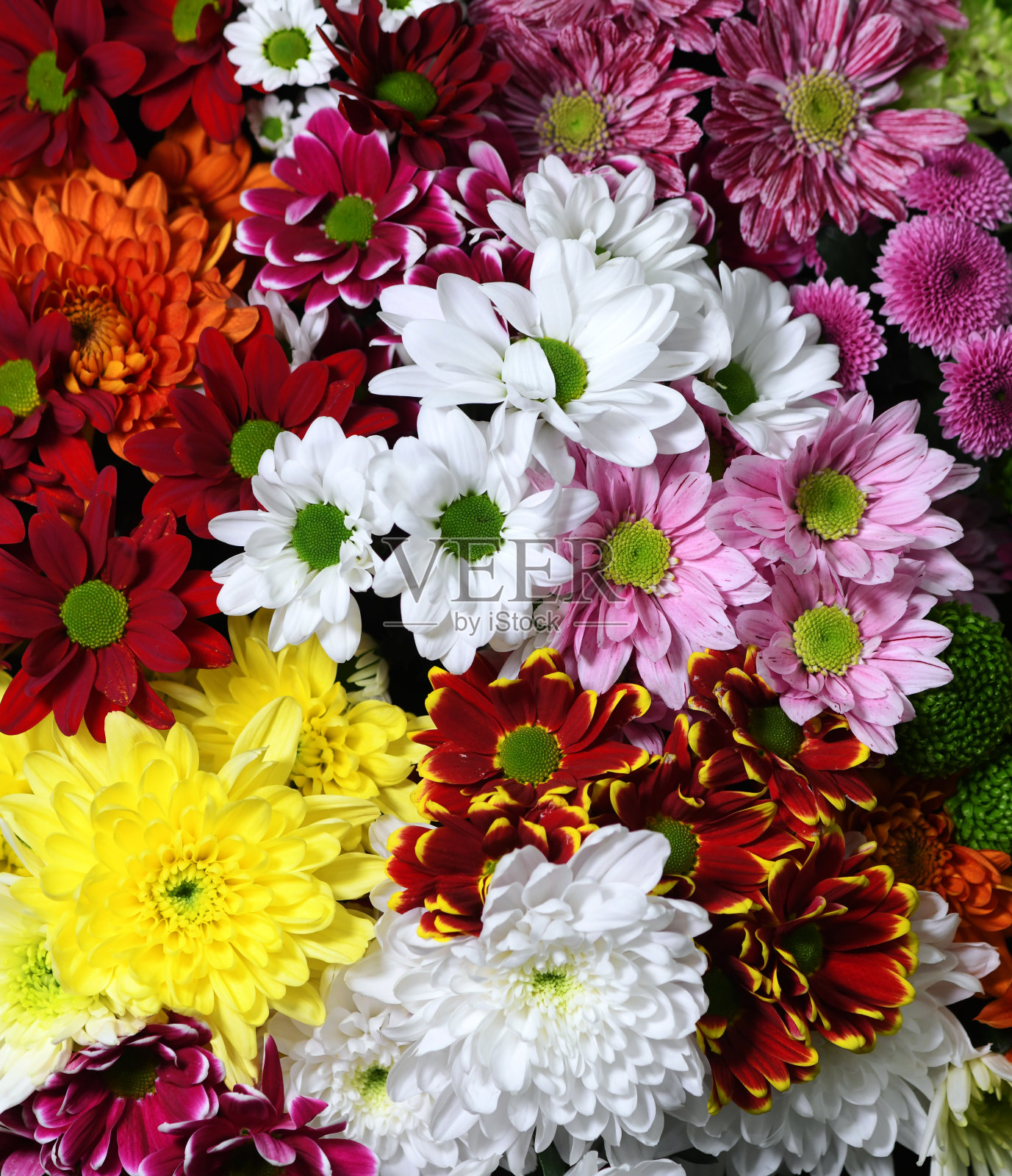 花墙背景与惊人的红色，橙色，粉红色，紫色，绿色和白色的菊花，手工制作的婚礼装饰，情人节背景。五颜六色的花朵混合在一起。花的图案。母亲节的背景。没有人工智能。照片摄影图片