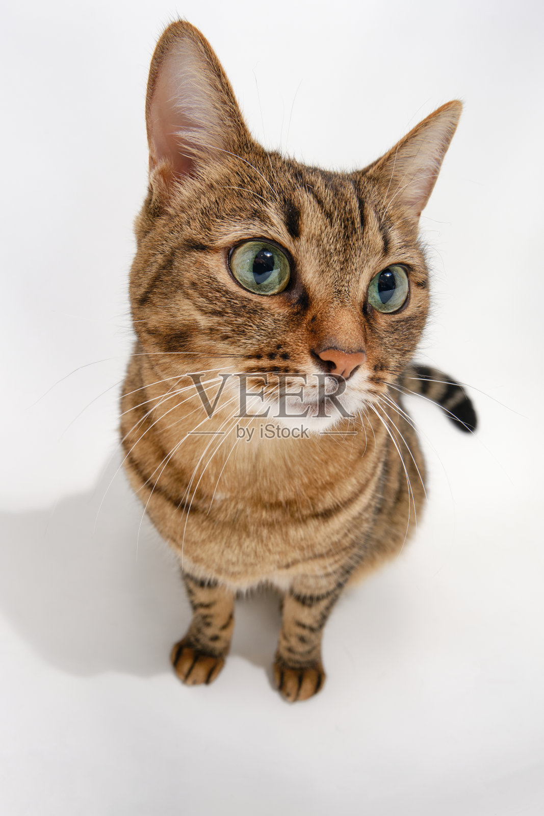 一只可爱的短毛猫在白色背景上的肖像。照片摄影图片