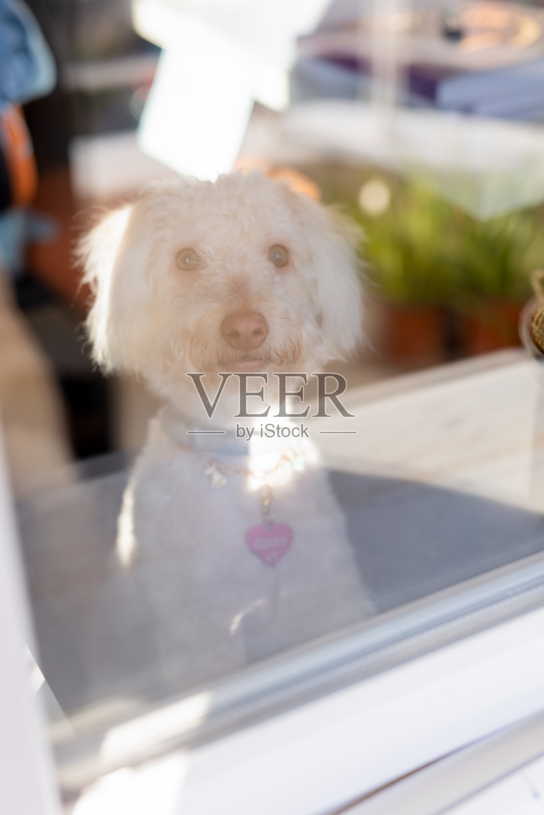 一只狗在阳台上俯瞰城市，它想出去散步照片摄影图片