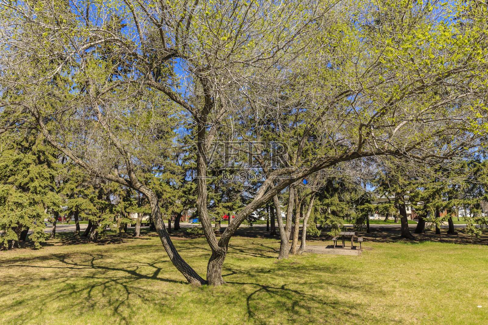 C.F.Patterson公园照片摄影图片