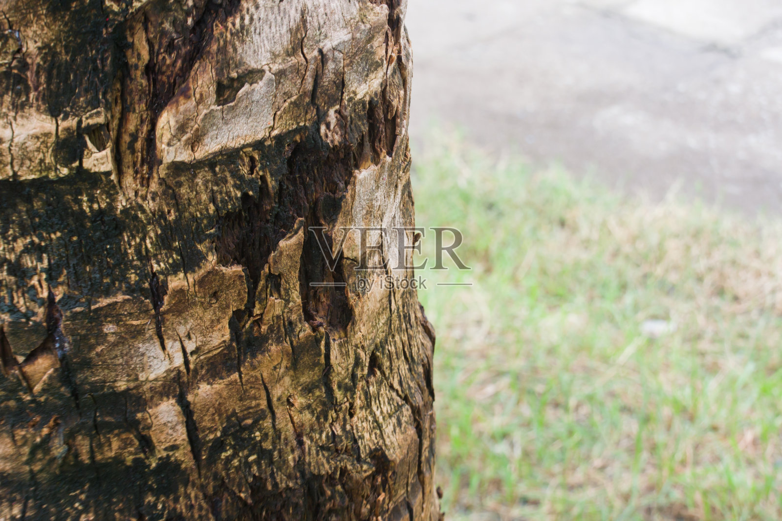 椰树大树干的纹理照片摄影图片