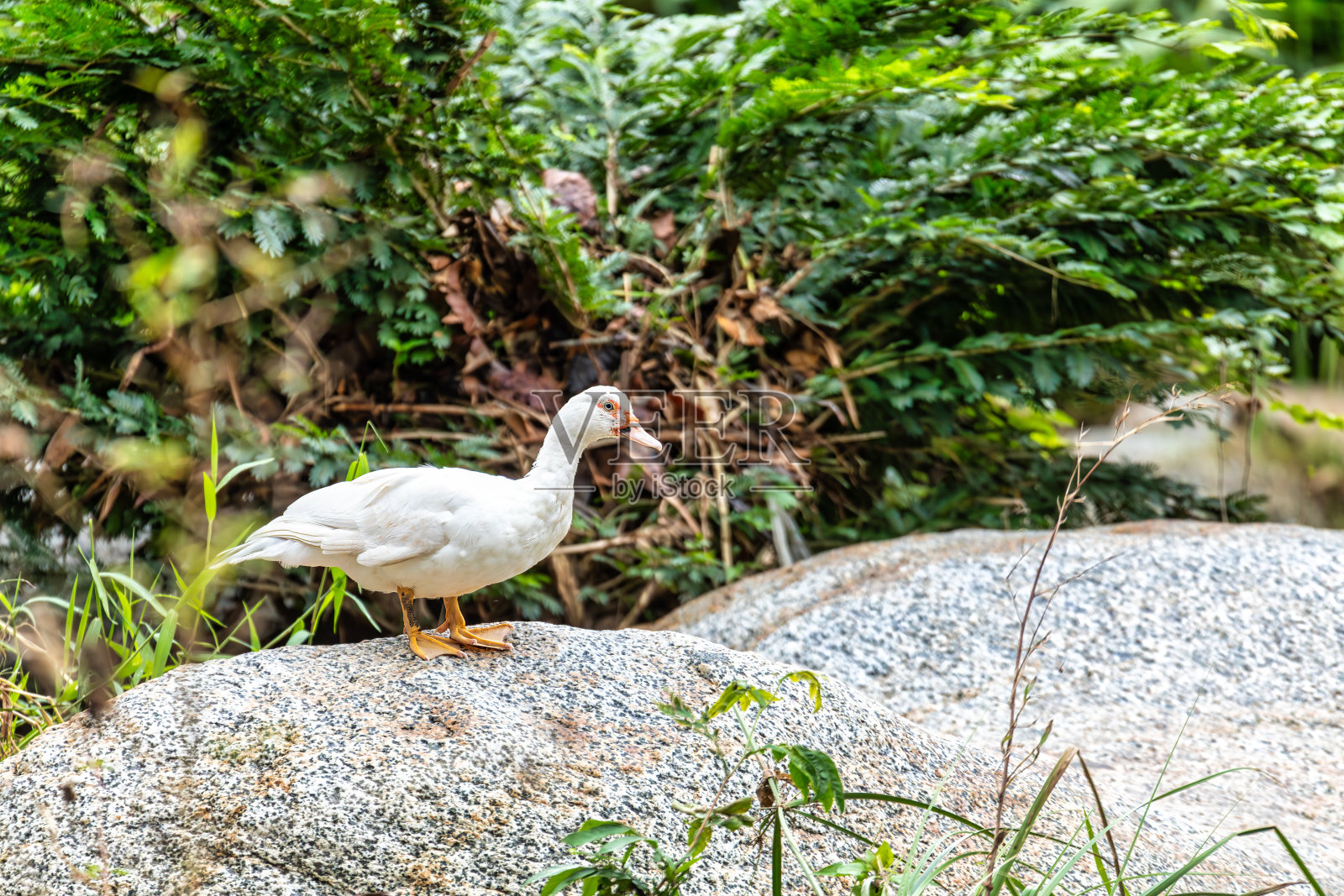番鸭(Cairina moschata)泰罗那，加勒比海地区。哥伦比亚的野生动物和观鸟。照片摄影图片